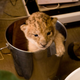 Illustration for article titled ZOMG BABY LIONS!!!